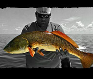 Double hook up, double keeper grouper! Trolling Tampa Bay shipping channel  : r/saltwaterfishing