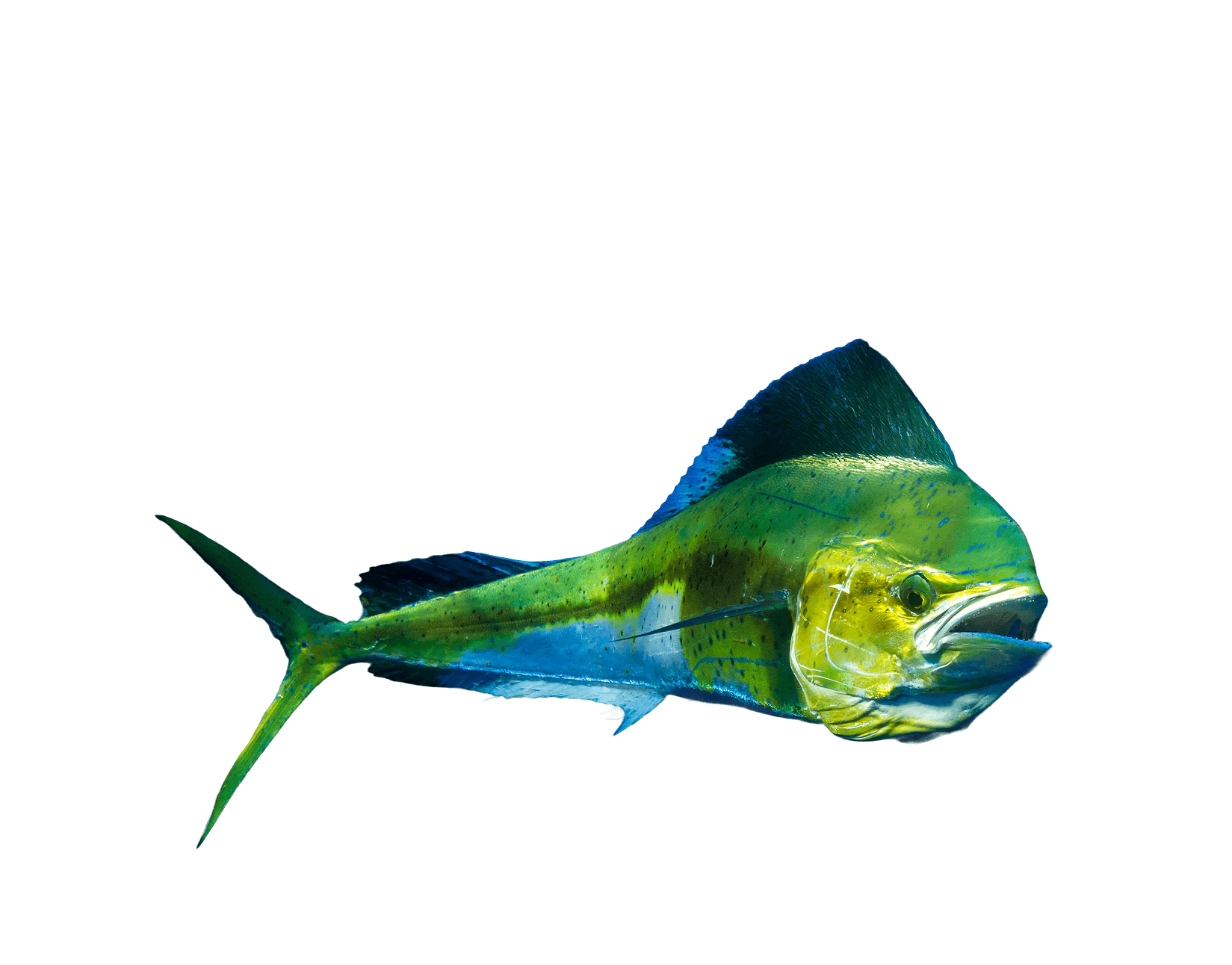 Mahi-mahi illustration