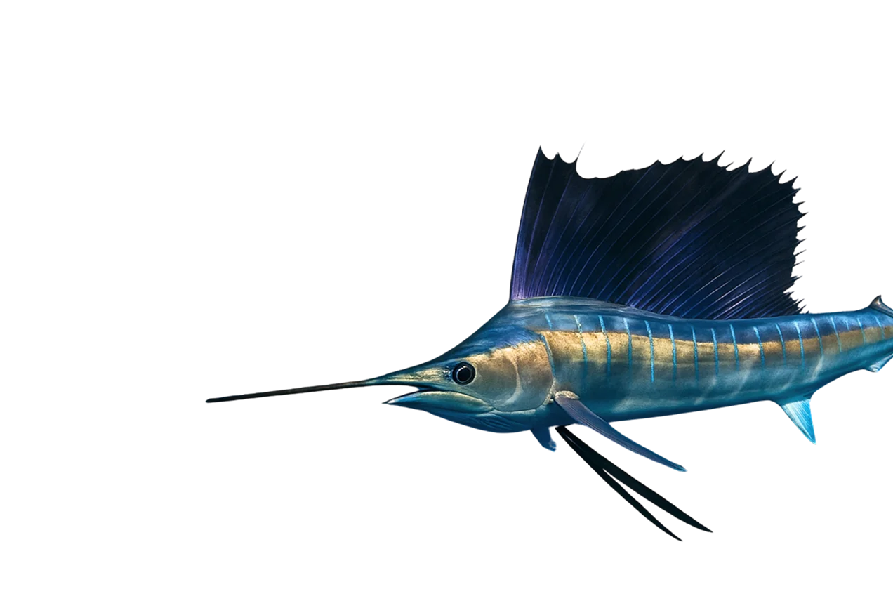 Sailfish illustration