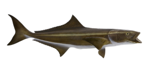 Cobia
