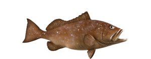Grouper, Red