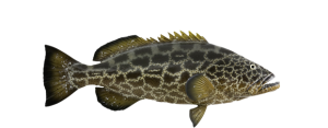 Grouper, Black