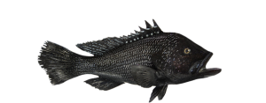 Black Sea Bass