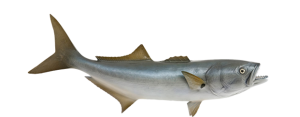 Bluefish