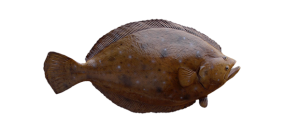 Flounder, Gulf