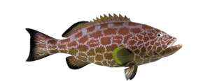 Grouper, Yellowfin