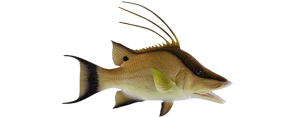 Hogfish