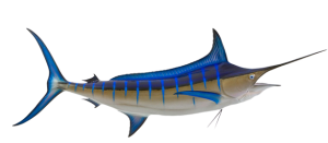 Billfish - Marlin, Blue