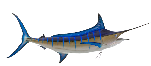 Billfish - Marlin, Blue