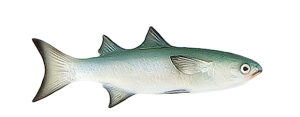 Mullet, Silver
