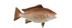Snapper, Red