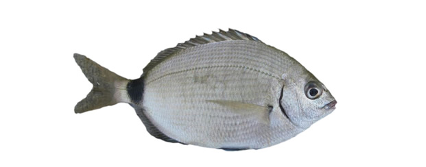 Pinfish, Spottail