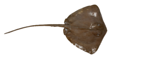 Southern, Stringray
