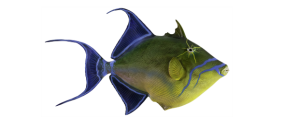 Triggerfish, Queen