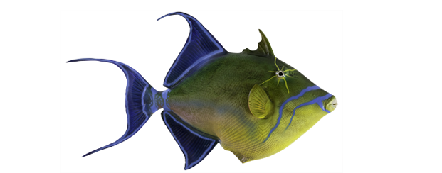 Triggerfish, Queen