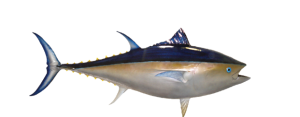 Tuna, Bluefin
