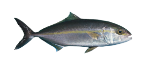 Jack, Amberjack Lesser