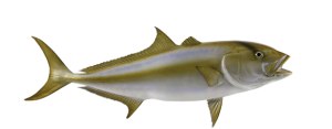 Jack, Amberjack Greater