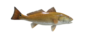 Drum, Red - Redfish