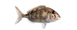 Porgy, Jolthead
