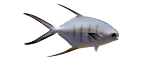 Palometa