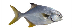 Pompano, Florida