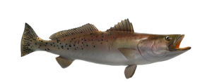 Seatrout, Spotted
