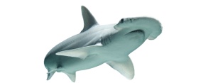 Shark, Bonnethead