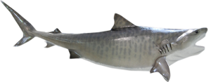 Shark, Tiger