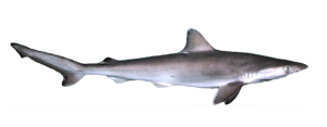 Shark, Atlantic Sharpnosed