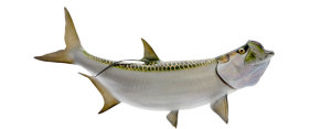 Tarpon