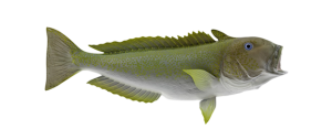 Tilefish