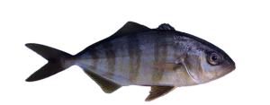 Banded Rudderfish