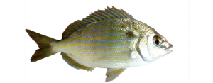 Pinfish