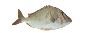 Porgy, Knobbed