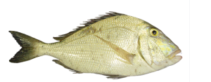 Porgy, Saucereye