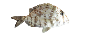Porgy, Whitebone