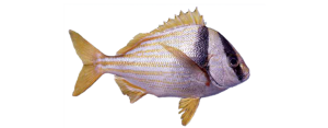 Porkfish