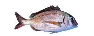 Porgy, Red