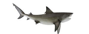 Shark, Bull