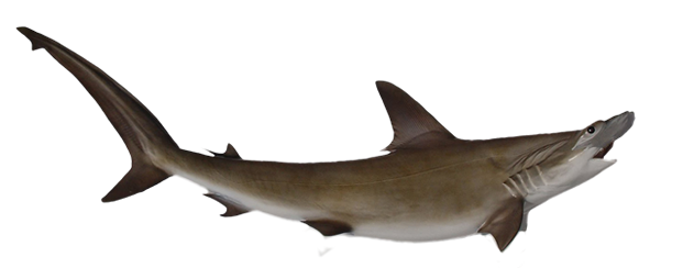 Shark, H.H. – Scalloped