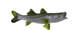 Common Snook