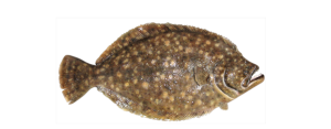 Flounder, Southern