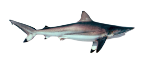 Shark, Spinner