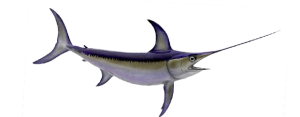Billfish - Swordfish