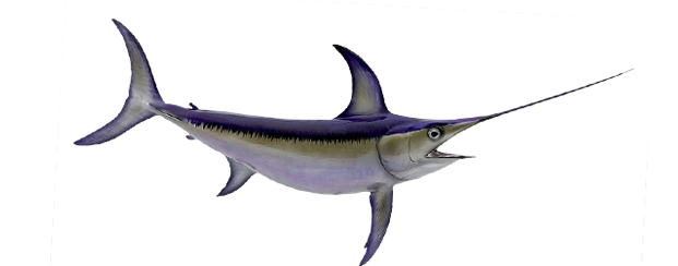 Billfish - Swordfish