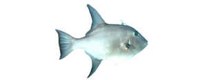 Ocean Triggerfish