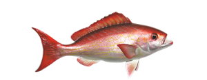 Snapper, Vermillion