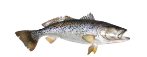 Weakfish
