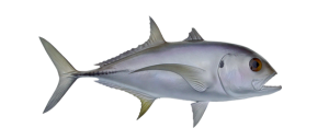Jack, Crevalle